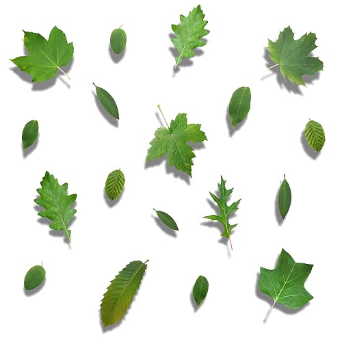 18 feuilles d'arbre — imaggge.com